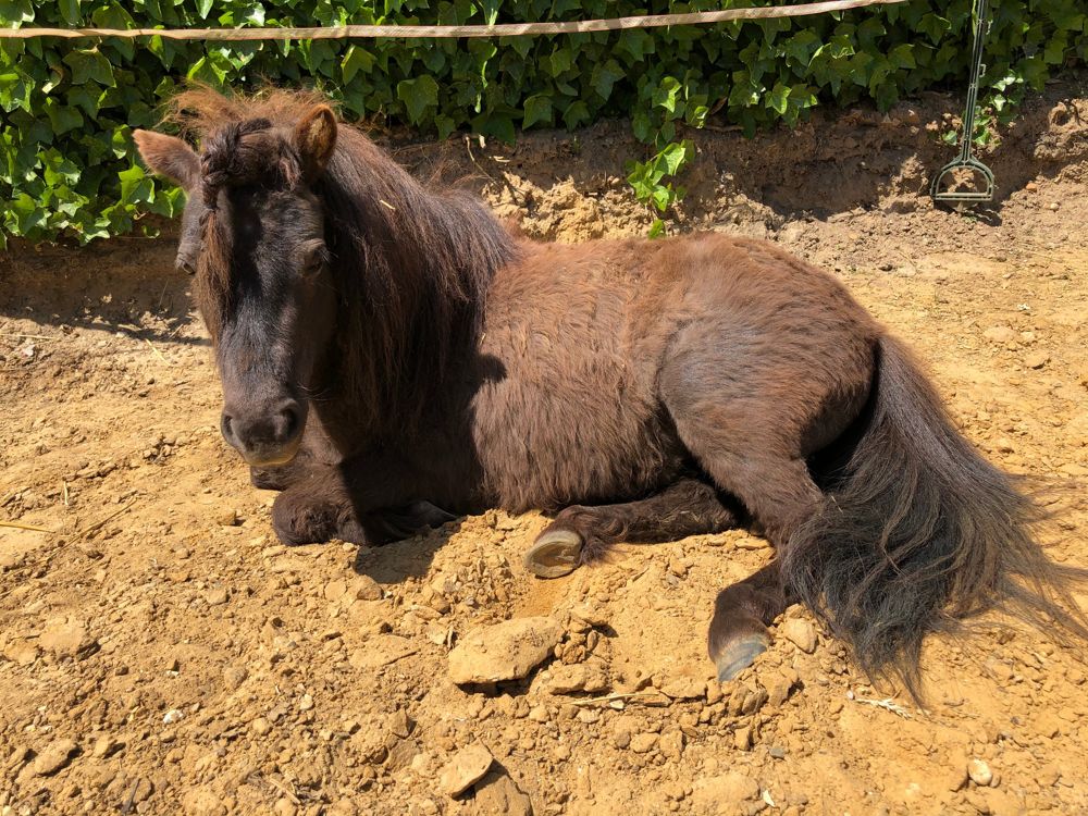 Pony Choco